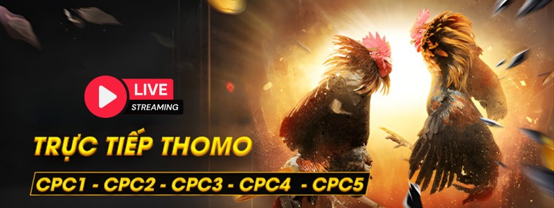 trực tiếp đá gà thomo